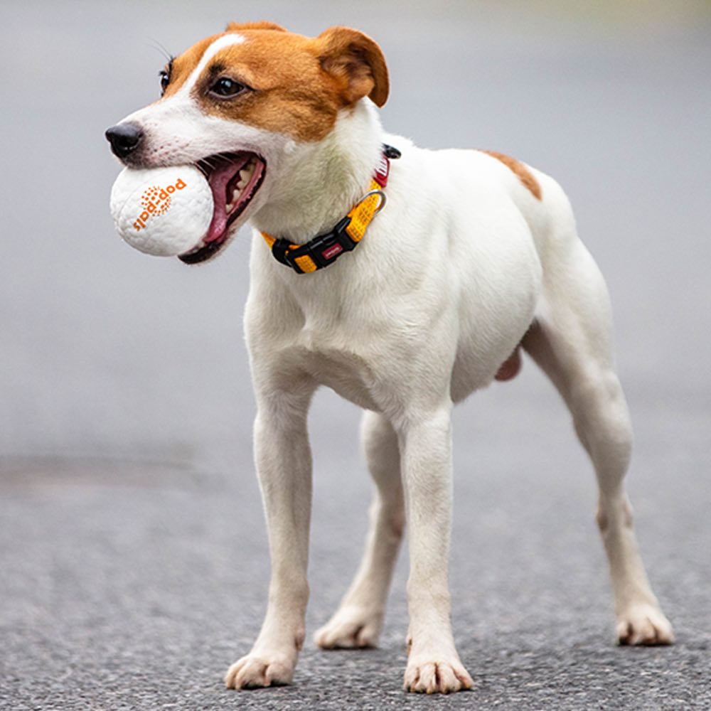 GiGwi Pop-Pals High Bounce Ball Dog Toy Medium